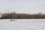 l'albero e l'inverno l'albero e l'inverno