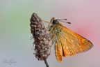 Hesperiidae Hesperiidae