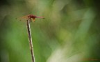prove macro prove macro
