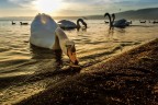 Il cigno curioso Il cigno curioso