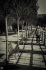 il viale dell'alba il viale dell'alba