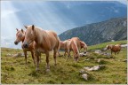 Haflinger