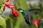 Colibri' golabianca