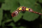caterpillar caterpillar