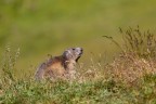 Marmotta