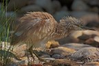 Sgarza ciuffetto spettinata Sgarza ciuffetto spettinata