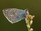 Polyommatus sp. Polyommatus sp.