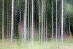 Woodland impression n� 21