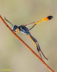 Ammophila procera...