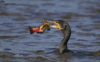 cormorano cormorano
