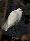 egretta garzetta