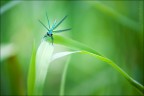 Libellula Libellula