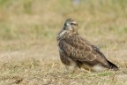 Poiana (Buteo buteo) Poiana (Buteo buteo)