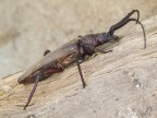 Aegosoma scabricornis (Scopoli, 1763) Aegosoma scabricornis (Scopoli, 1763)