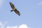 Falco pecchiaolo