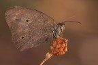 Maniola jurtina Maniola jurtina