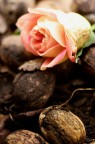 noci di rosa noci di rosa