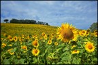 Toscana in giallo
