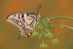 Papilio machaon