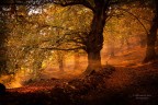 Autumn Autumn