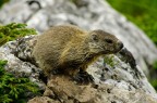 Marmotta Marmotta