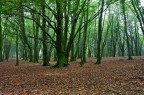Autunno2 Autunno2