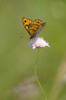 Mariposa Mariposa