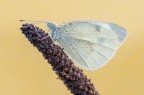 Pieris Pieris