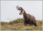 Rupicapra rupicapra. Rupicapra rupicapra.