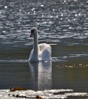 Primi scatti con sigma 150-500