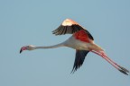 Fenicottero Rosa (Phoenicopterus roseus) Fenicottero Rosa (Phoenicopterus roseus)