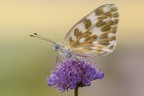 Pontia edusa Pontia edusa