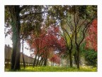 Trees Color Trees Color