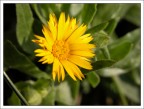 Fiore giallo Fiore giallo