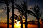 Tropical Tropical