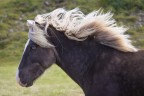 Cavallino Cavallino