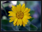 Macro: Fiore giallo