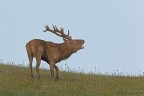 Bramito del Cervo Bramito del Cervo