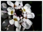 Fiori bianchi Fiori bianchi