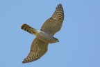 Sparviero (Accipiter nisus)