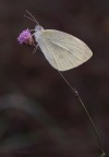 Farfalla/2