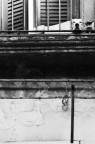 Cane con vista Cane con vista