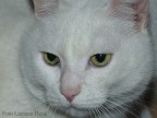 Gattone Gattone
