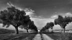 il viale il viale