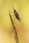 Bombylius minor Bombylius minor