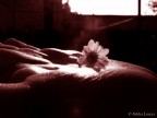 A flower for you in my hand A flower for you in my hand