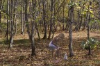 FANTASMA FANTASMA