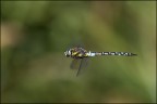 Aeshna mixta Aeshna mixta