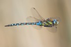 Aeshna mixta Aeshna mixta