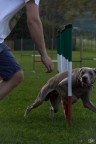 Agility